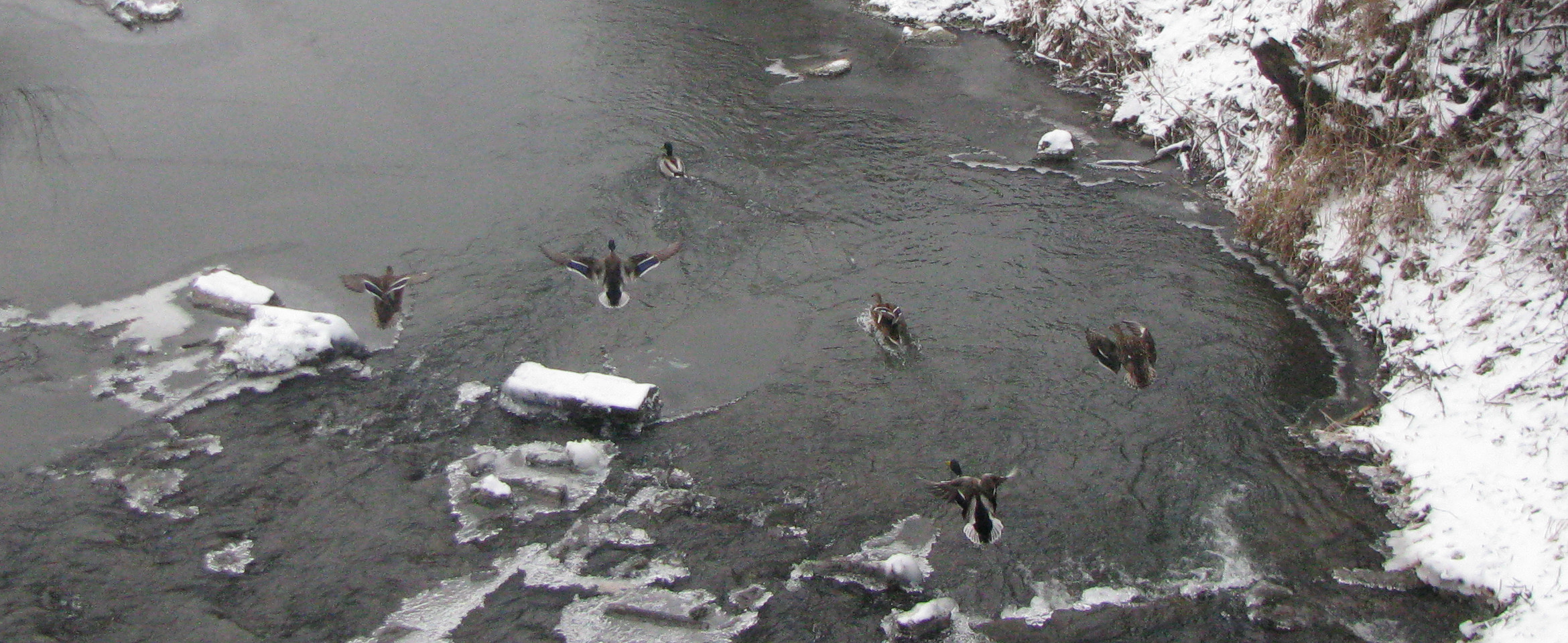 Kaczki na rzece Skawa